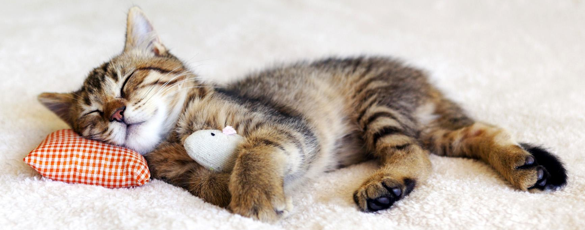 Picture of a cat